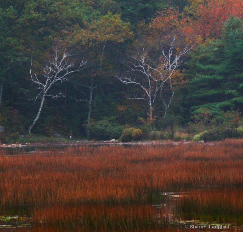 Birches on the Tarn - ID: 12386065 © Sharon L. Langfeldt
