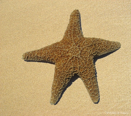 The Sea Star