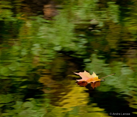 Fall Reflections