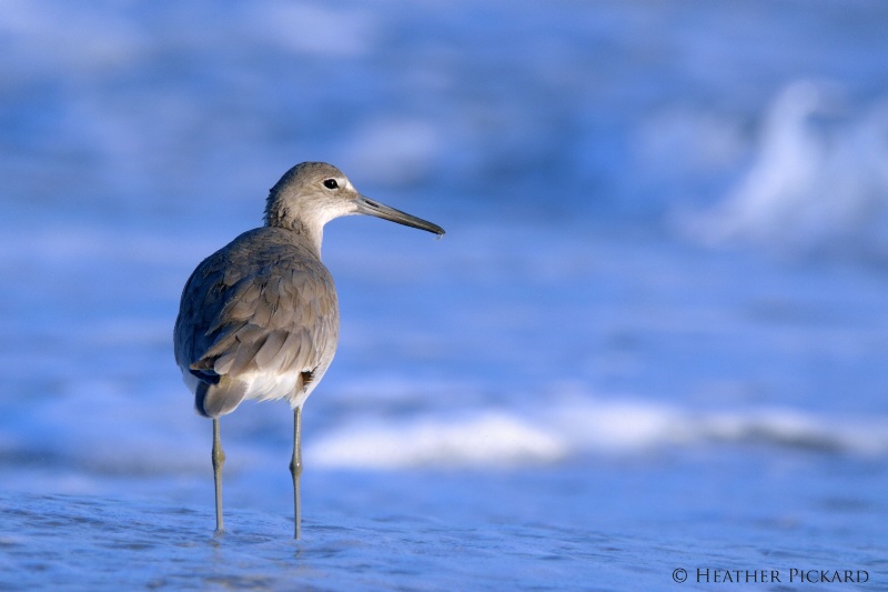 Willet in the Water