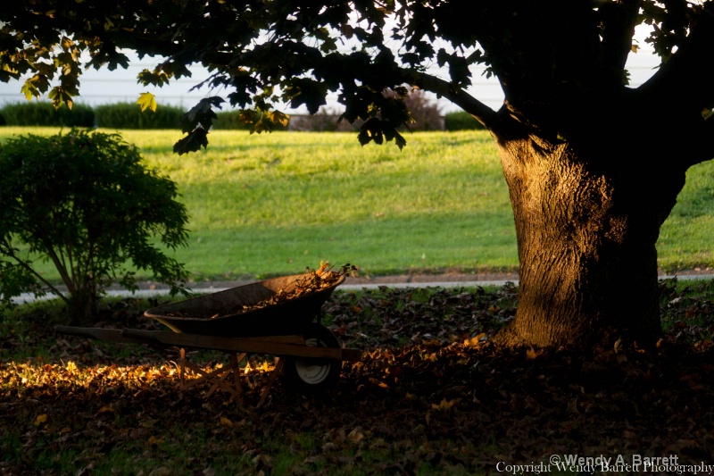 Catching falling leaves in golden light