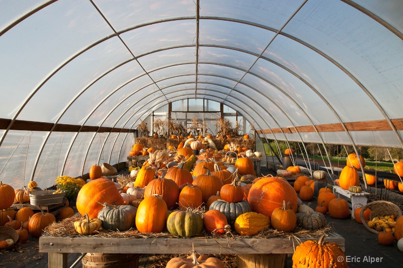 Pumpkin greenhouse