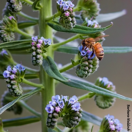 Bee on blue 2