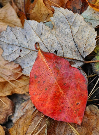 Red Leaf