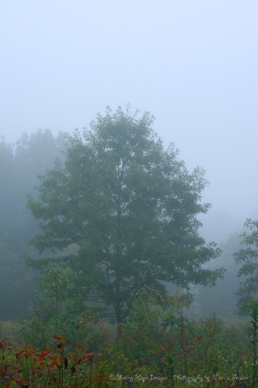 ~One Foggy Morning~