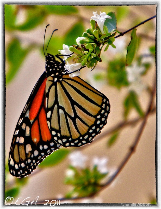 Monarch in HDR