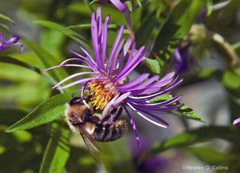 Bee in the Aster