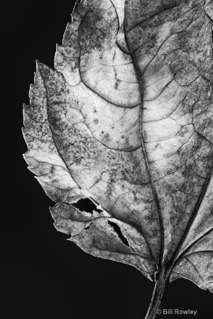Fallen Maple Leaf