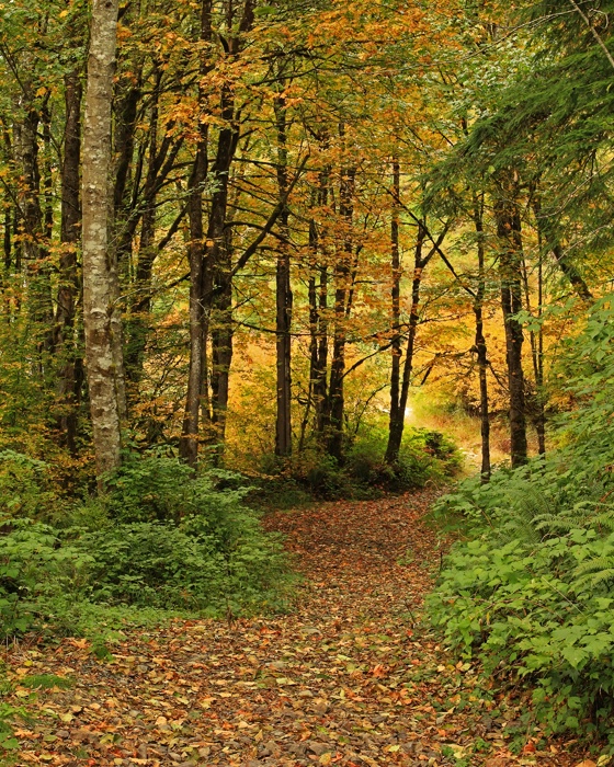 Autumn trail