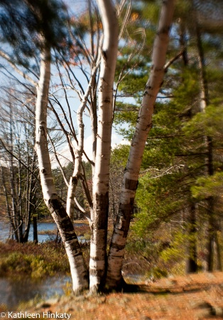 White Birch Trio