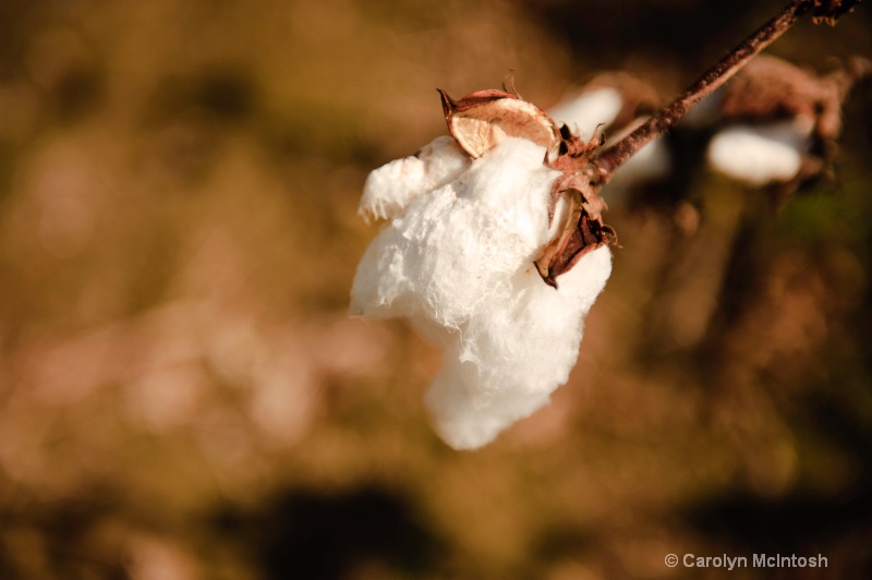 Cotton in the field