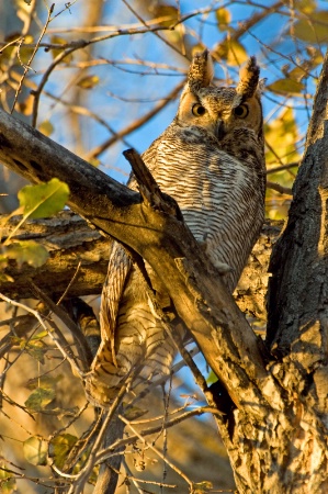 Great Horned Owl