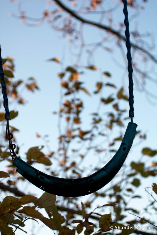 Tree Swing