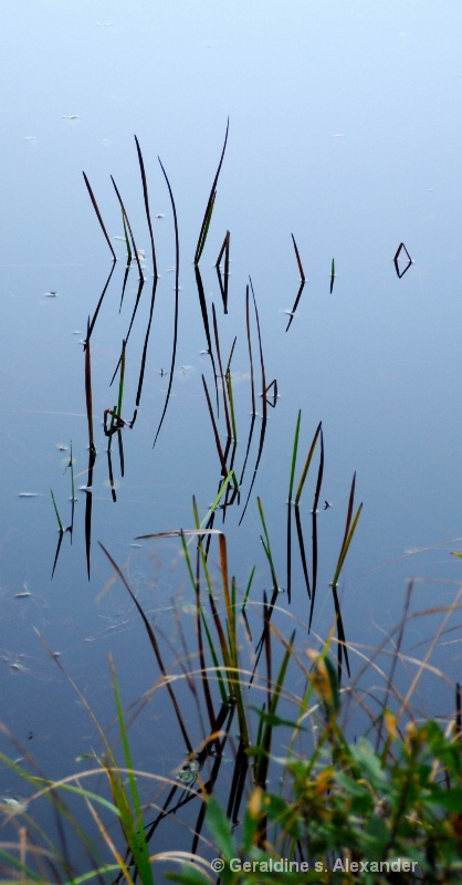 Grass reflections