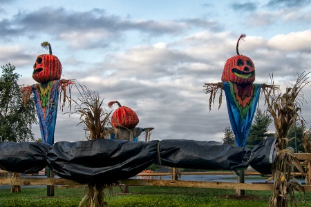 Giant Pumpkins Invade Bucks County