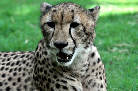   Big Cheetah 