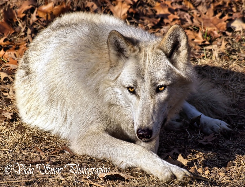 White Wolf