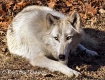 White Wolf