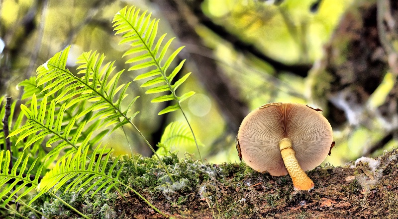 Oregon mushroom