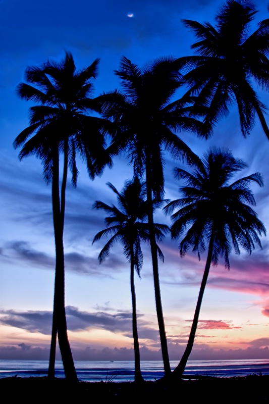 Tropical dawn