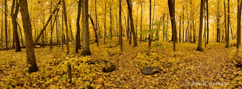 Yellow Heaven - Fall colors at Arboretum - ID: 12408152 © Ravi S. Hirekatur