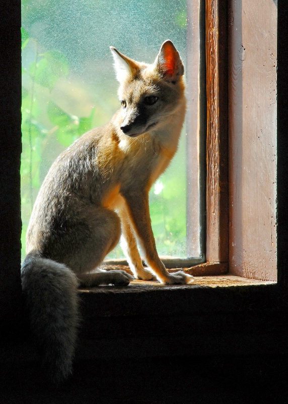 Fox In A Box