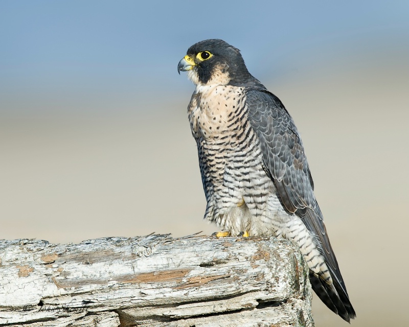 Peregrine Falcon - Oct. 22nd 2011 - ID: 12409339 © John Shemilt