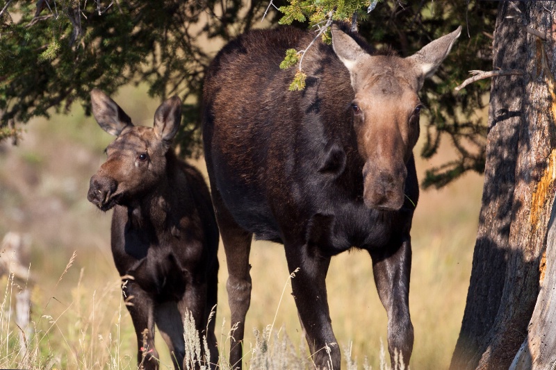 Cow Moose with Calf 2
