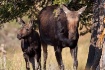 Cow Moose with Ca...