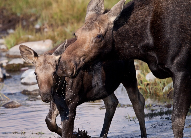 Cow Moose with Calf