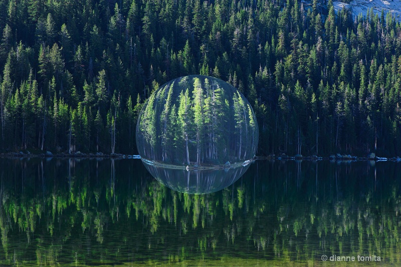 pine trees with sphere 72