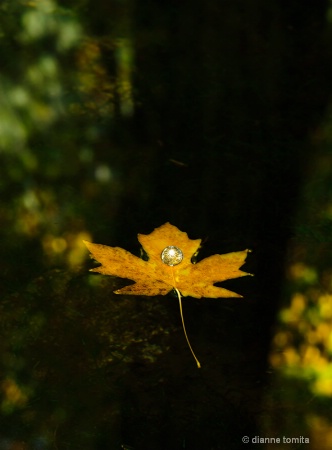 floating leaf with bubble 72