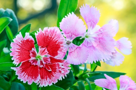 dianthus