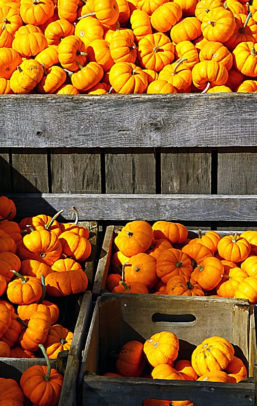 Mini Pumpkins