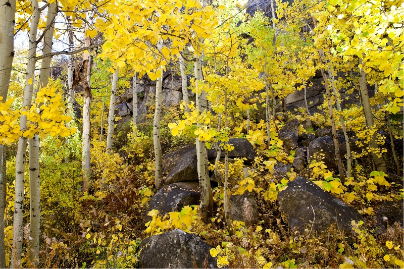 Aspen Garden