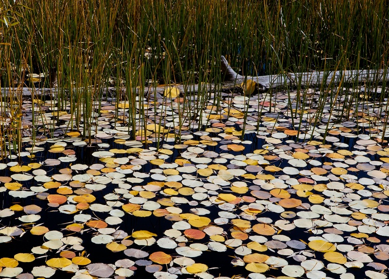 Leaf Mosaic