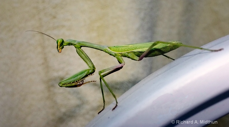 My Garden Visitor