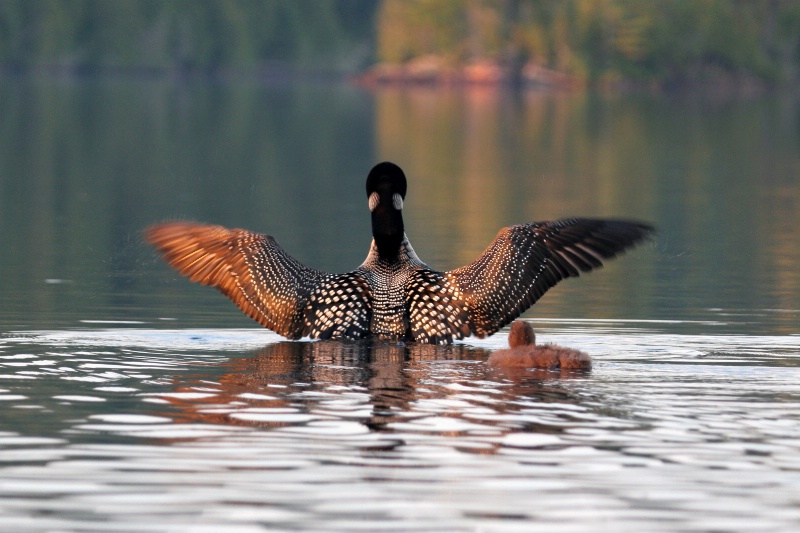 Loon with Chick at Sunset 2
