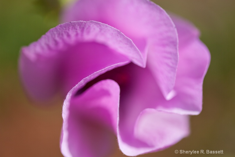 purple hybiscus flower