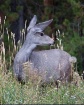 Mule Deer Doe