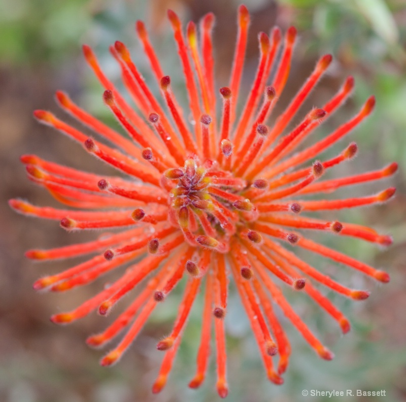 rocket pincushion flower