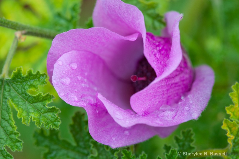 purple hybiscus in the rain