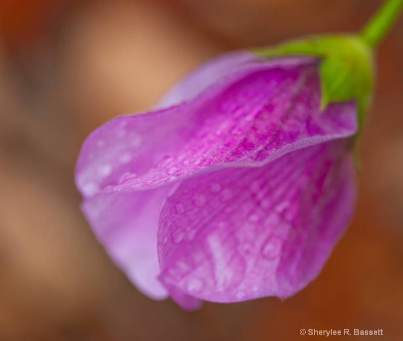 purple hybiscus flower on a rainy day