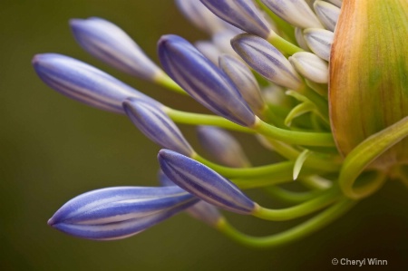 Agapanthus