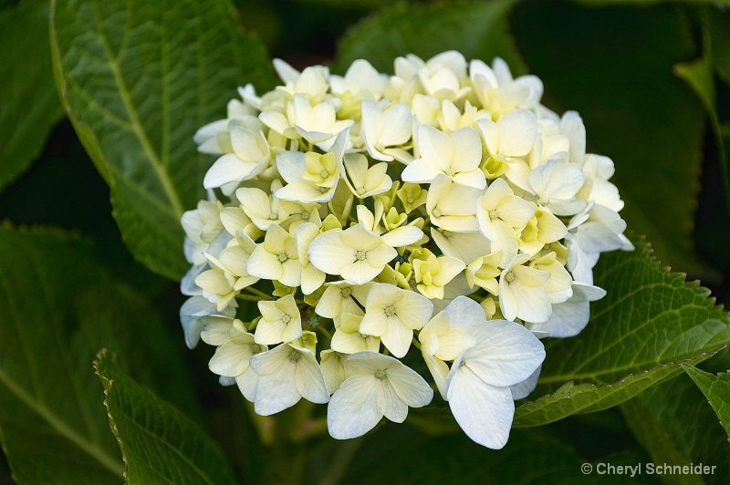 White Hydrangea