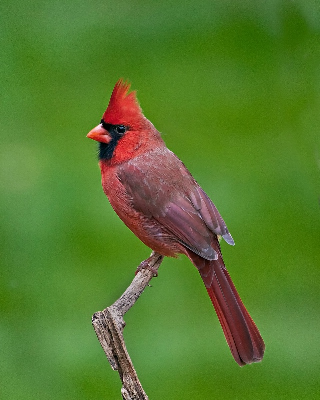 Mr. Cardinal