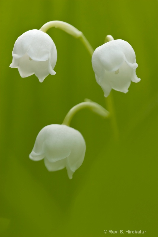 Lily of the Valley