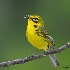 © John Shemilt PhotoID# 12423072: Prairie Warbler - May 27th, 2012