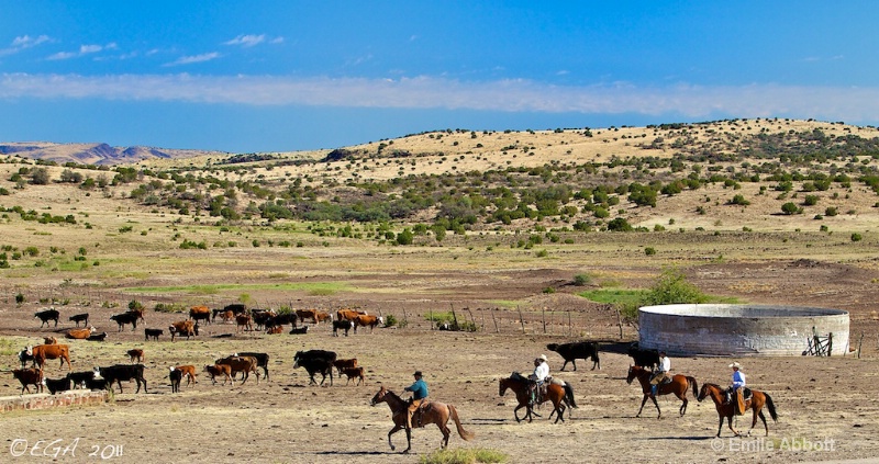 Cattle Corralled 06 Ranch - ID: 12425027 © Emile Abbott