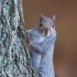 © Kitty R. Kono PhotoID# 12425224: Executive Squirrel Posing for Head Shot